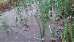 Maharashtra Rains : अवकाळी पावसाचा कांदा पिकाला मोठा फटका, कांद्यावर करपा रोगाचा प्रादुर्भाव