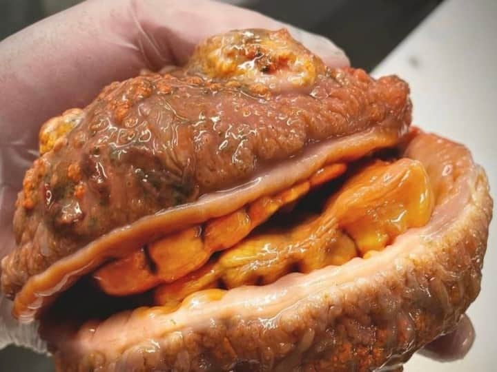 Fish like cheese burger with teeth image posted by Russian Fisherman goes viral in Instagram பர்கருக்கு பல்லு முளைச்ச மாதிரி இருக்குதானே... இது என்ன உயிரினம் தெரியுமா? இன்ஸ்டா வைரல்