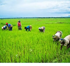 Nizamabad: యాసంగికి వరి తప్ప వేరే పంటలు వేయలేం.. నిజామాబాద్ జిల్లా ఆవేదన