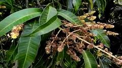 Maharashtra Rains : कोकणातील बळीराजा अडचणीत; भात, आंबा, काजू उत्पादक संकटात ABP Majha