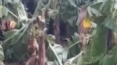 અમરેલીમાં બાગાયતી પાકને નુકસાન, રાજુલામાં રવિ પાક નષ્ટ, જુઓ ગુજરાતી ન્યુઝ