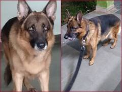 कितने आदमी थे? जब 'गब्बर' की मदद से पुलिस ने बैंक चोरी का प्रयास कर रहे चोरों को पकड़ा