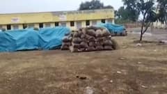 ગીર સોમનાથઃ કમોસમી વરસાદે ફરી મુક્યા ખેડૂતોને મુશ્કેલીમાં, યાર્ડમાં પલળ્યો મગફળીનો પાક