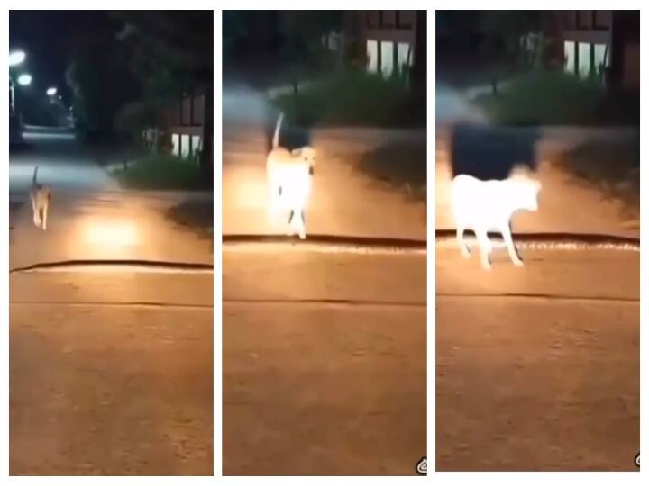 Python across the road: dog traumatic experience Watch Video:  ‛யார்ரா... இது இங்கே வேகத்தடையை போட்டது’ மலைப்பாம்பை கிராஸ் செய்த நாய்... அதன் பின்...!