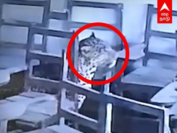 பள்ளிக்குள் நுழைந்த சிறுத்தை.. அதிர்ச்சியில் உறைந்த பள்ளி நிர்வாகம்.