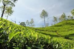 Alipurduar News: শ্রমমন্ত্রীর মন্তব্যে জল্পনা, চা শ্রমিকদের মজুরি সংক্রান্ত সমস্যা মেটাতে উদ্যোগী রাজ্য