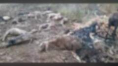 Maharashtra Rains : अवकाळी पावसाचा जनावरांनाही मोठा फटका; शेकडो जनावरे दगावली ABP Majha