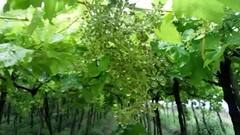 Sangali : द्राक्ष उत्पादक शेतकरी हवालदिल ABP Majha