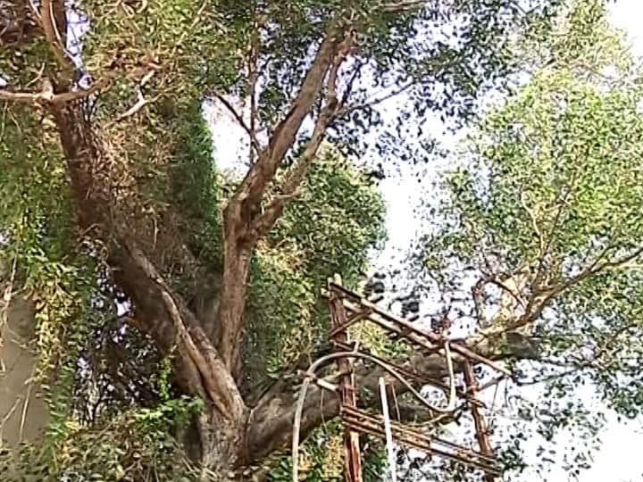 Maharashtras Environment Minister Aditya Thackeray Comes in Action to save Nagpurs 208 years old Tree नागपूरमधील 208 वर्ष जुनं पिंपळाचं झाड वाचवण्यासाठी धडपड, आदित्य ठाकरेंची मध्यस्ती