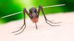 Dengue: ডেঙ্গি নিয়ে উদ্বেগের মধ্যেই গুরুতর গাফিলতির অভিযোগ সরকারি চিঠিতে | Bangla News