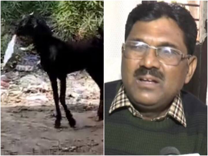 Viral video: Goat runs away with files from Chaubepur block office, UP News Kanpur: सरकारी दफ्तर से कागजात लेकर भागी बकरी, Chaubepur की वीडियो वायरल होने के बाद BDO दे रहे सफाई