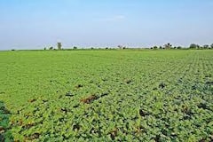 Anantapuram: ప్రకృతి ప్రకోపానికి బలైన అనంత రైతులు