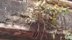 ભાવનગરઃ મનપાની ઘોર બેદરકારી, 15 શોપિંગ સેન્ટર જર્જરિત હાલતમાં; વેપારીઓએ શું લગાવ્યા આરોપ?