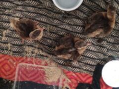 पुण्यात इन्क्युबेटमध्ये मोरांचा जन्म, देशातील पहिलीच घटना