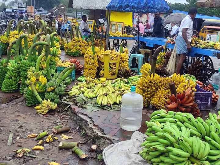 Thanjavur Farmers are worried about Banana prices plummet ரூ.5 இருந்தால் போதும் ஒரு சீப்பு வாழைப்பழம் வாங்கலாம்... தொடர் மழையால் கடும் சரிவு!