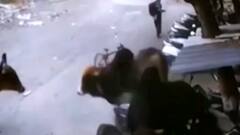 જૂનાગઢઃ મોરબીમાં રખડતા ઢોરના આતંકથી લોકો ત્રાહિમામ, શું કહ્યું પાલિકાના ચીફ ઓફિસરે?