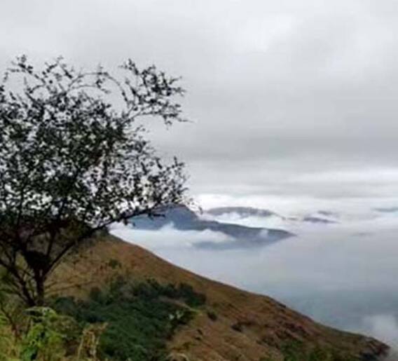 सह्याद्रीवर धुक्यांची चादर