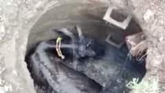 સુરતઃ મનપાની બેદરકારીના કારણે ગાય ખાબકી ગટરમાં, જુઓ ગુજરાતી ન્યૂઝ