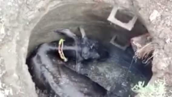 સુરતઃ મનપાની બેદરકારીના કારણે ગાય ખાબકી ગટરમાં, જુઓ ગુજરાતી ન્યૂઝ