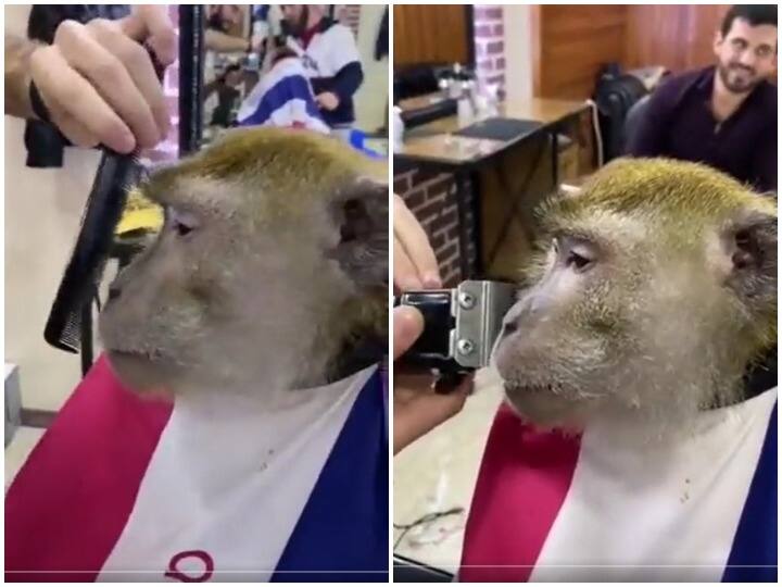 Monkey in Saloon for Shaving, Video getting viral Viral Video: बंदर को नहीं भाया अपना बीयर्ड लुक, पहुंच गया सैलून और बनवाई दाढ़ी, देखें पूरा वीडियो