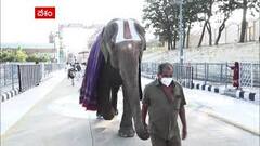 TTD Kartheeka Brahmotsavalu : శ్రీ ప‌ద్మావ‌తి అమ్మ‌వారి వార్షిక కార్తీక బ్ర‌హ్మోత్స‌వాలు