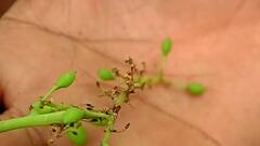 Osmanabad : अवकाळीचा द्राक्ष बागायतीला फटका, दोन लाख एकरावरील बागांचं नुकसान