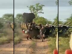 Angry Elephant Video: गुस्साए हाथी ने जंगल सफारी कर रहे ट्रेनी गाइडों पर किया हमला, देखें वीडियो