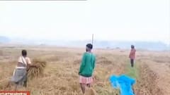 Cyclone Jawad: ঝড়-আশঙ্কায় দ্রুত ধান কেটে নিচ্ছেন কৃষকরা, দেখুন নারায়ণগড়ের ছবি| Bangla News