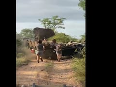 Watch Video : எங்க ஏரியா உள்ள வராதே.! சுற்றுலா வாகனத்தை அடித்துத் தூக்கிய காட்டுயானை! வைரல் வீடியோ!