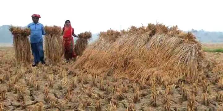 পশ্চিম মেদিনীপুরের নারায়ণগড় ব্লকে যুদ্ধকালীন তত্পরতায় শুরু হয়েছে ধান কাটা। বৃষ্টির মধ্যেই মাঠ থেকে ফসল কেটে নিচ্ছেন কৃষকরা। কেউ ধান কাটার যন্ত্র ছাড়াই হাতে কেটে তুলে নিচ্ছেন ফসল।
