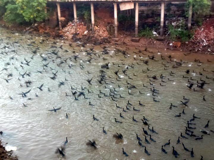 Watch Video: தஞ்சையை முற்றுகையிடும் நீர் காக்கைகள்...! - தண்ணீரில் மூழ்கி இரையை தேடுகிறது