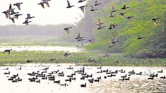 Okhla Bird Sanctuary: विदेशी मेहमानों से गुलजार हुआ ओखला पक्षी विहार, बढ़ गई है सैलानियों की तादाद