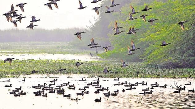 Okhla Bird Sanctuary Delhi-NCR is one of the most spectacular places for the nature lovers and especially the bird lovers Okhla Bird Sanctuary: विदेशी मेहमानों से गुलजार हुआ ओखला पक्षी विहार, बढ़ गई है सैलानियों की तादाद