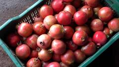 Pandharpur : अवकाळीनंतरही दिल्ली बाजारात महाराष्ट्रातील डाळिंबालाच मागणी ABP Majha