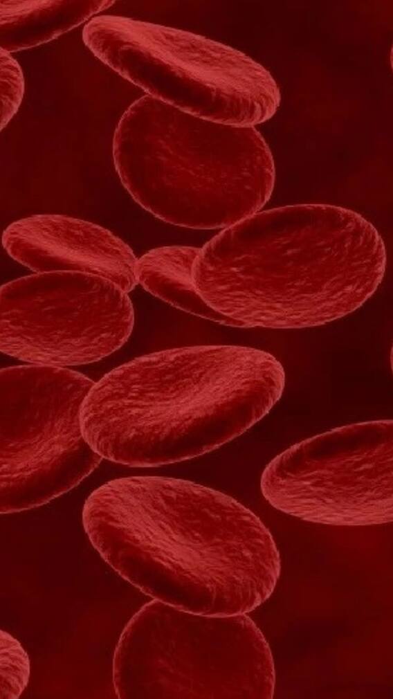 রক্তে হিমোগ্লোবিন বাড়াবে যে খাবারগুলো