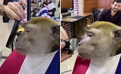 ਨਾਈ ਦੀ ਦੁਕਾਨ 'ਚ ਬਾਲ ਕਟਵਾ ਰਿਹਾ ਬਾਂਦਰ, ਵੀਡੀਓ ਇੰਟਰਨੈੱਟ 'ਤੇ ਤੇਜ਼ੀ ਨਾਲ ਵਾਇਰਲ