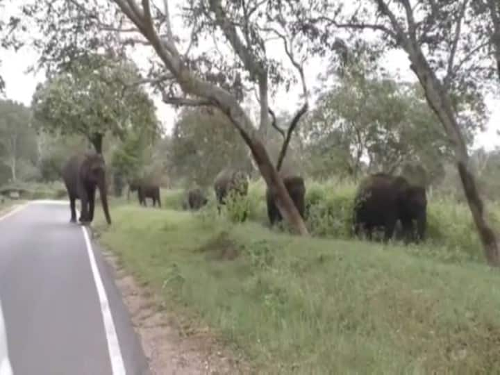 Herds of wild elephants roam the Mudumalai Tiger Reserve in Nilgiris Watch Video: கும்பலாக சுத்துவோம்.. முதுமலை புலிகள் காப்பகத்தில் கூட்டம் கூட்டமாக காட்டு யானைகள்!