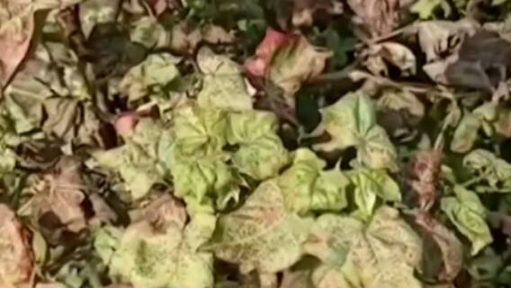 વડોદરાઃ રાજ્ય સરકારના કૃષિ સહાય પેકેજ અંગે ખેડૂતોમાં અસંતોષ, શું કહ્યું ખેડૂતોએ?