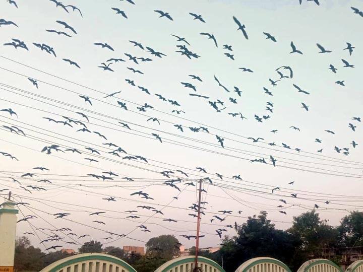 Watch Video: Water crows besieging Thanjavur Watch Video: தஞ்சையை முற்றுகையிடும் நீர் காக்கைகள்...! - தண்ணீரில் மூழ்கி இரையை தேடுகிறது