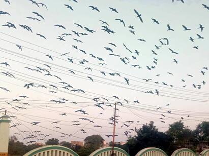 Watch Video: Water crows besieging Thanjavur Watch Video: தஞ்சையை முற்றுகையிடும் நீர் காக்கைகள்...! - தண்ணீரில் மூழ்கி இரையை தேடுகிறது