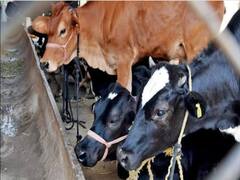 MP News: मध्य प्रदेश के गौशाला में बड़ी संख्या में मृत पाई गईं गायें, जिलाधिकारी ने दिए जांच के आदेश