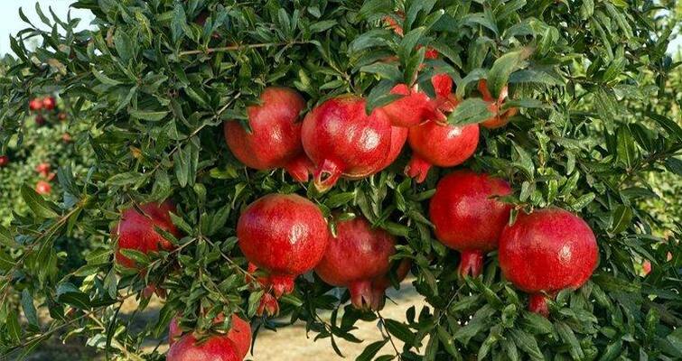 Pomegranates in Maharashtra cost twice as much as Gujarati pomegranates महाराष्ट्राच्या डाळिंबाला गुजरातमध्ये 'अच्छे दिन'!