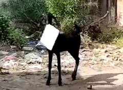 Viral Video: क्या हुआ जब घास छोड़ बकरी खाने लगी डॉक्युमेंट्स, भागता रहा शख्स, वीडियो हुआ वायरल