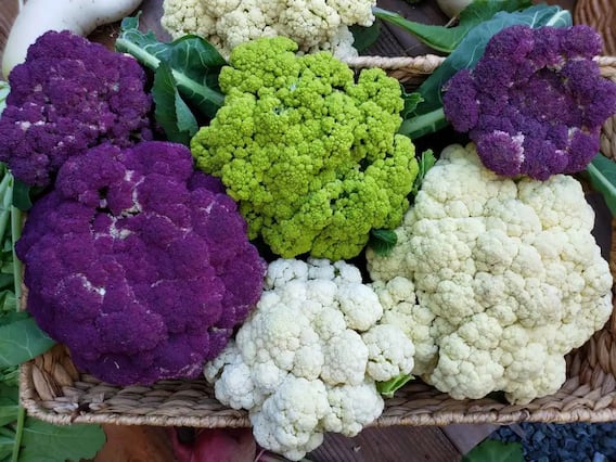 Cauliflower For Health: જો આપ આ રોગથી પીડિત હો તો, ભૂલથી પણ ખાશો ફલાવર, જાણી લો નુકસાન Cauliflower For Health: જો આપ આ રોગથી પીડિત હો તો, ભૂલથી પણ ખાશો ફલાવર, જાણી લો નુકસાન