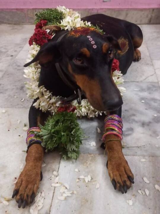 Police inspector celebrate baby shower for pet dog in Madurai வளர்ப்பு நாய்க்கு வளைகாப்பு ;  மதுரை காவல்துறை ஆய்வாளர் காட்டிய பாசம்.. அசந்துபோன ஊர்மக்கள்