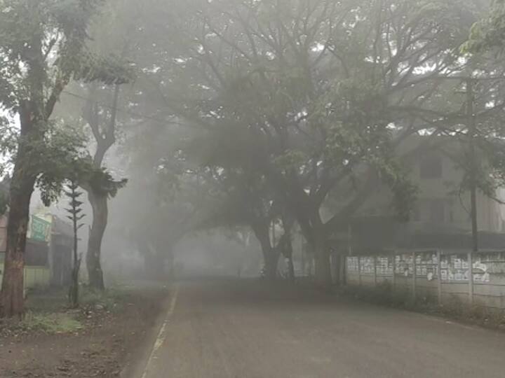 धुक्यामुळे द्राक्ष बागावर रोग पडण्याची शक्यता आहे.