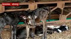 Kolhapur : कत्तलखान्यातून 135 वासरांची सुटका, वासरांना कत्तलखान्यात नेलं कुणी?