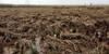CROP LOSS: వర్షాలు మిగిల్చిన కష్టం.. ఏపీకి 3వేల కోట్ల రూపాయలకు పైగా పంట నష్టం.. 