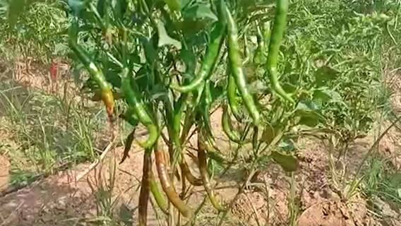 Mirchi Farmers: వరంగల్ జిల్లా మిర్చి రైతులను వేధిస్తున్న తామర పురుగు