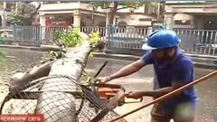 Cyclone Jawad: বিবেকানন্দ রোডে উপড়ে পড়ল গাছ, তৎপর পুরকর্মীরা | Bangla News